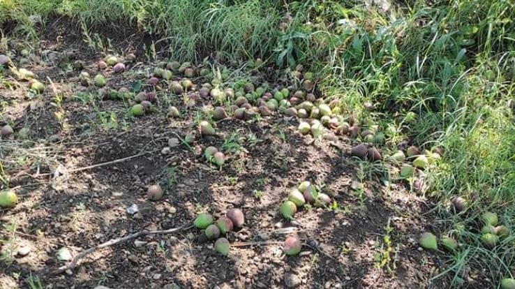 Huge-damage-to-apple-crops-due to-storm