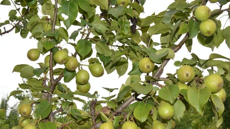 Story of success in CORONA  crisis SHIMLA HIMACHAL PRADESH 