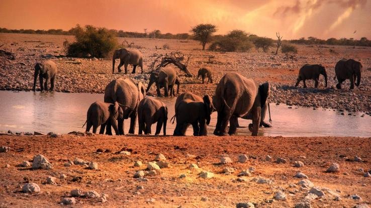 हिमाचल पुलिस करेगी  वन्यजीवों की रक्षा-संजय कुंडू