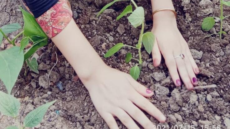 दाड़लाघाट : राजकीय आदर्श वरिष्ठ माध्यमिक विद्यालय धुंदन की एनएसएस इकाई ने लगाए तुलसी के पौधे