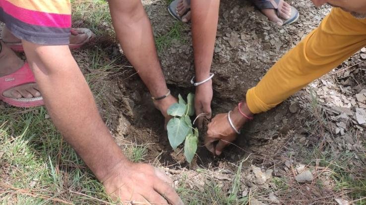 नेहरू युवक मंडल गलोग द्वारा चलाया गया सफाई अभियान, पौधे भी लगाए गए