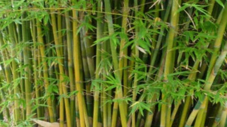 news update solan 17 2021 