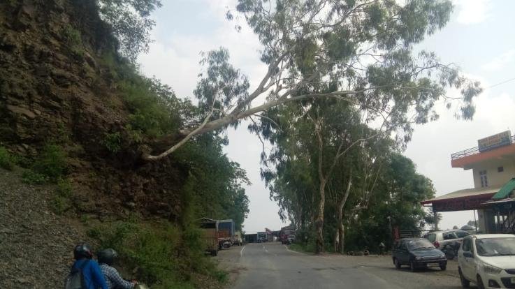 दाड़लाघाट : शिमला मंडी नेशनल हाइवे पर दुर्घटना को निमंत्रण दे रहा जर्जर पेड़