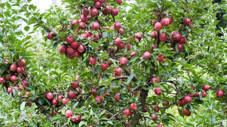 Gardeners stopped plucking due to non-receipt of reasonable price of apples in Himachal Pradesh mandis