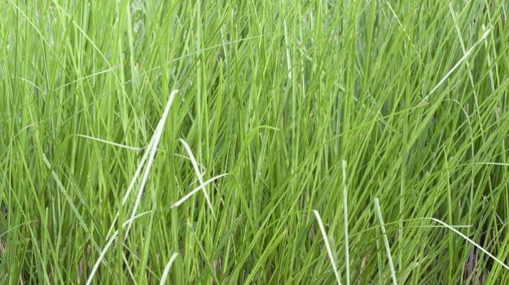 Shimla: It is possible to prevent landslides on the mountains by planting khus vetiver.