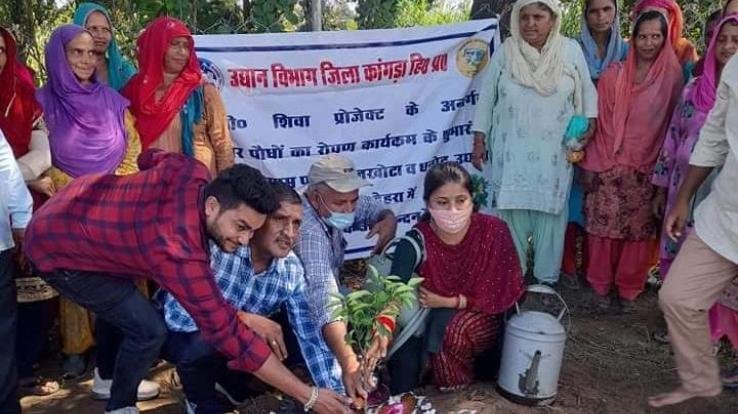 Jwalamukhi: Plantation done by Panchayat members in Jakhota Panchayat