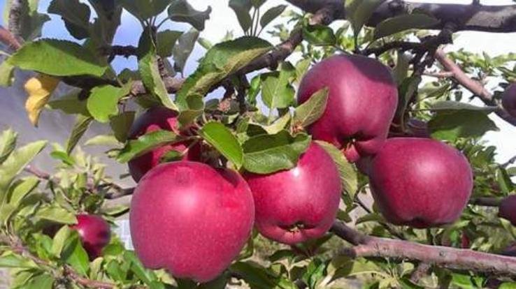 Shimla: Certificates of three nurseries selling foreign apples canceled, action taken under Nursery Act