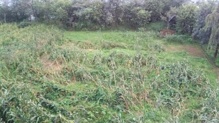 Darlaghat: Incessant rain has ruined the farmers' crop