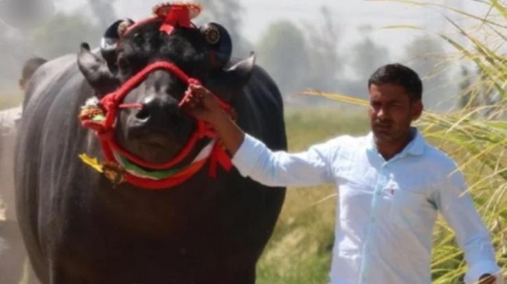 Sultan Jhote dies of luxury cars of Audi-BMW brand