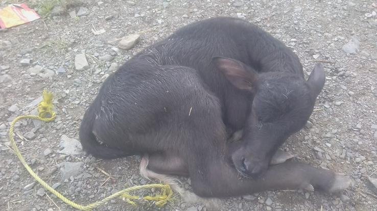 Shimla: Accused absconding leaving a newborn baby of buffalo in Dhali-Dohri