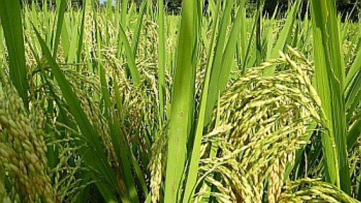 Paddy will be purchased from online portal in Himachal this year