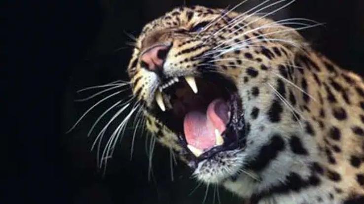 Arki: Leopard attacked youths riding bikes, narrowly escaped