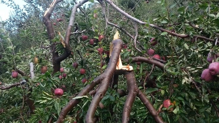 Kinnaur: Due to sudden snowfall, devastation in apple-laden orchards, outbreak of cold wave also increased