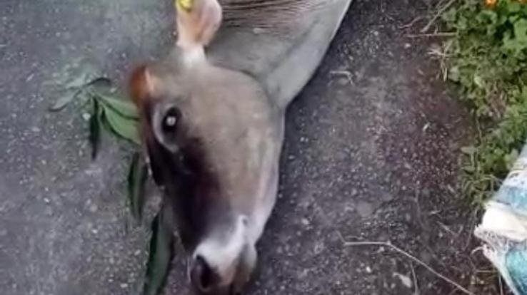 Jaswan-Paragpur: Cow died due to electrocution due to electric pole in Nahan Nagrota