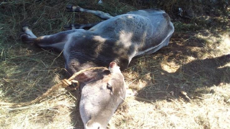 Dadlaghat: Cow hunted by leopard in Chhibber village