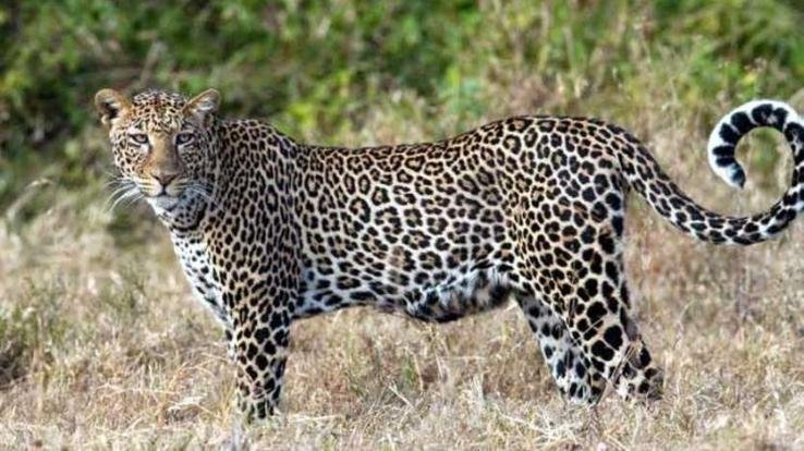 शिमला : 5 साल के बच्चे को उठा ले गया तेंदुआ