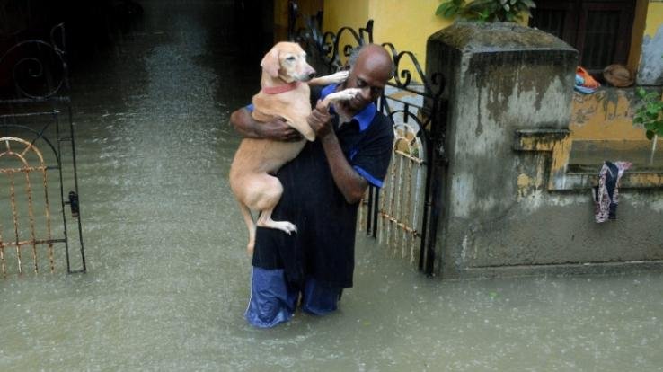 Tamil Nadu: In torrential rains, animals including humans are being rescued