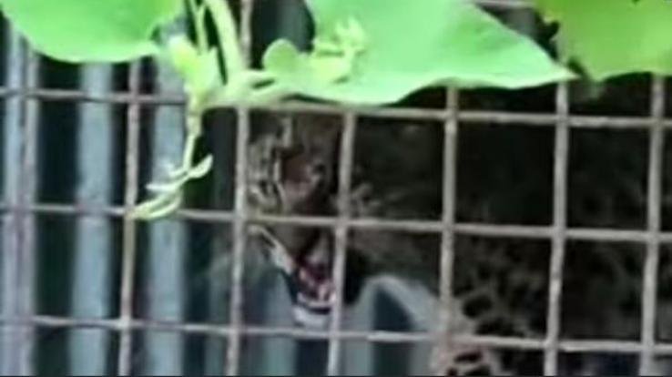 Shimla: Forest department got success after 2 weeks, 1 leopard trapped in cage