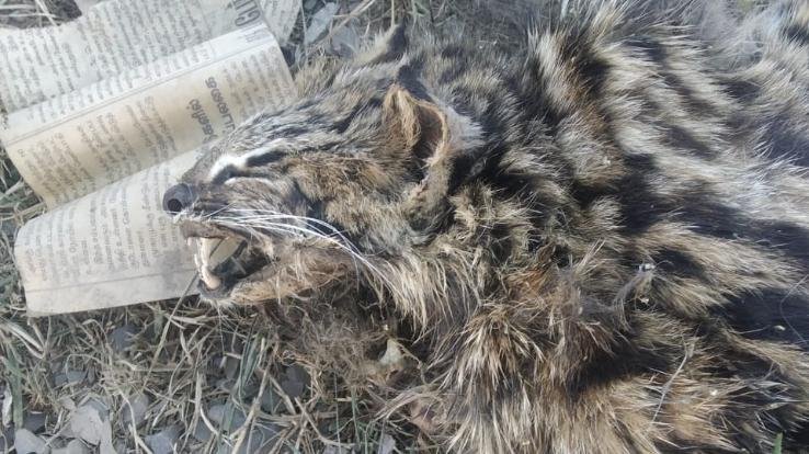 Leopard cub's body found in Lower Kaithu amid leopard panic in Shimla