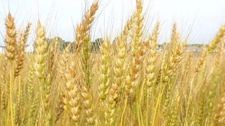 Nahan: Under the revamped Prime Minister's crop insurance scheme, the farmers of the district should get insurance for wheat, barley and garlic.