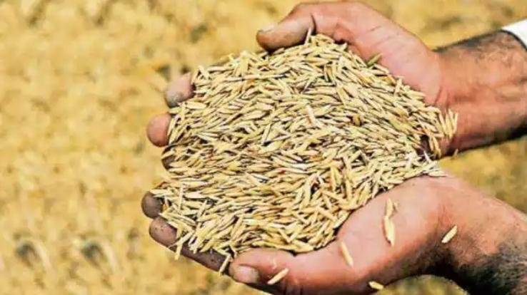 Shimla: Procurement of more than two lakh quintals of paddy done through 9 centers in the state