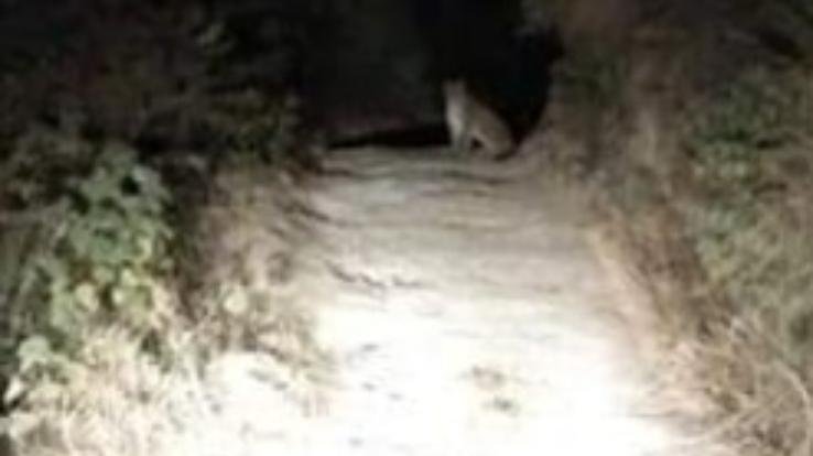 Leopard also seen in Kunihar area, panic among people