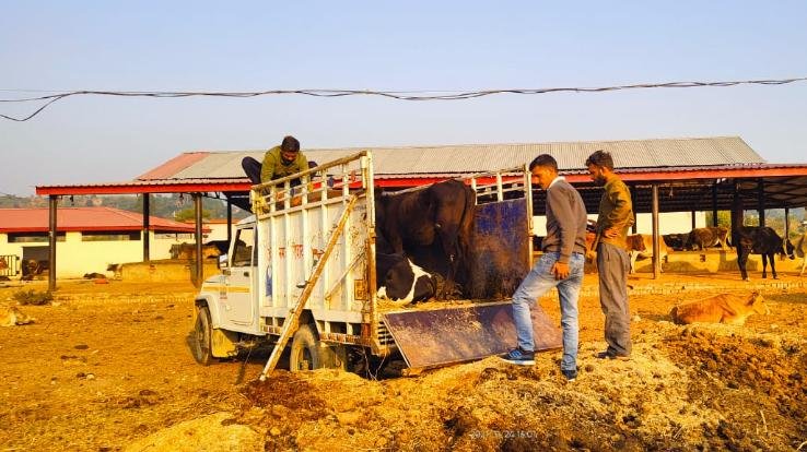 Indora: Commendable work done by social worker Bhanu Parashar to save the cow dynasty