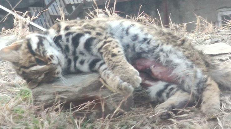 Shimla: Leopard Cat dies after being hit by a car in Devnagar