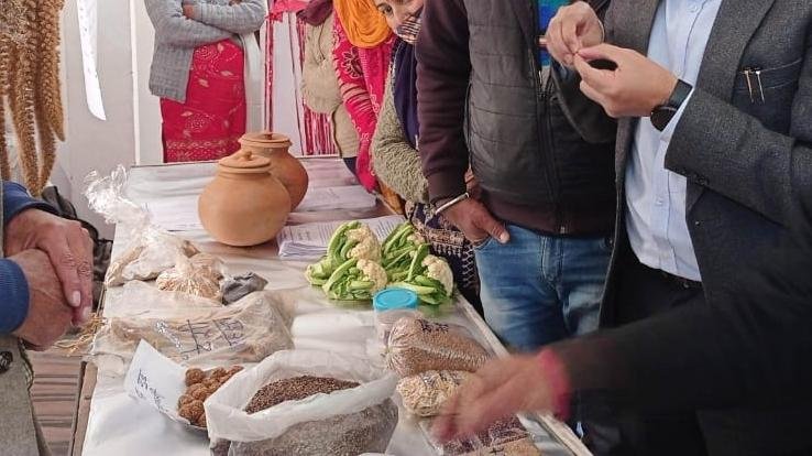 Seeds of extinct old cereals seen in Karsog