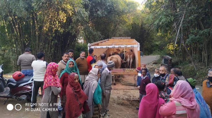 Palampur: People of Gram Panchayat Maniada got relief from stray animals