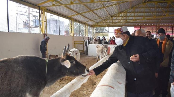 ज्वालामुखी: मुख्यमंत्री ने लुथान में राधाकृष्ण गौ अभ्यारण्य का वर्चुअल माध्यम से किया उद्घाटन