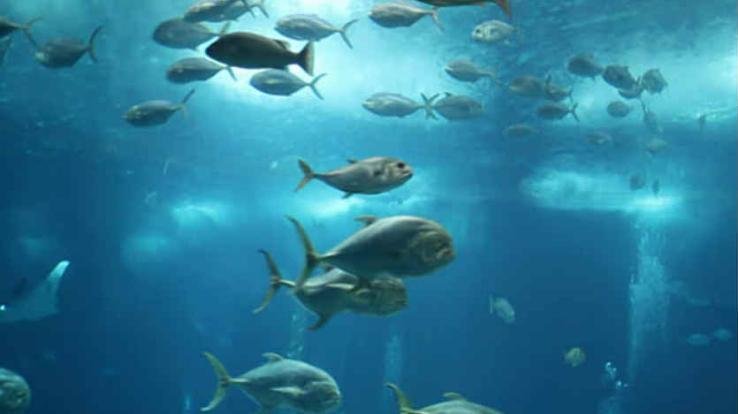 डाडा सीबा : 9 फरवरी को होगी मछली की नीलामी की ठेका बोली