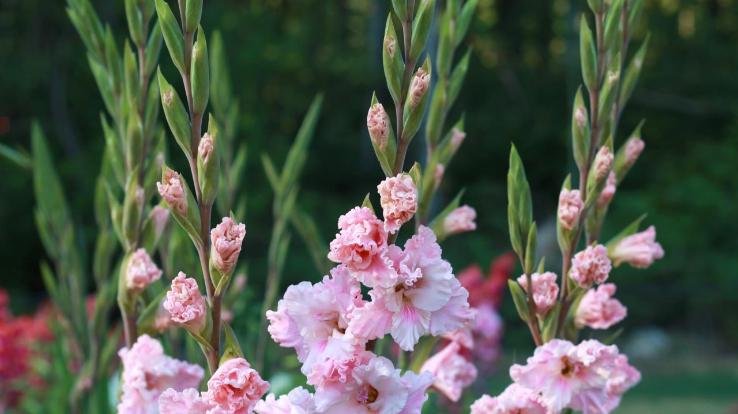 himachal ka gladiolus phool ab videsho mein banaega apni pehchaan