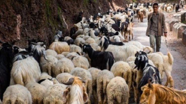 Now sheep farmers will be able to get their permit renewed anywhere in the state