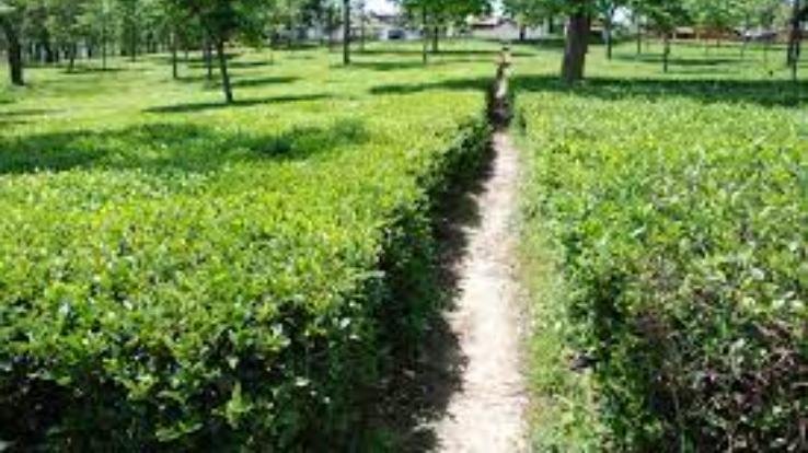  Kangra tea may soon get EU GI tag