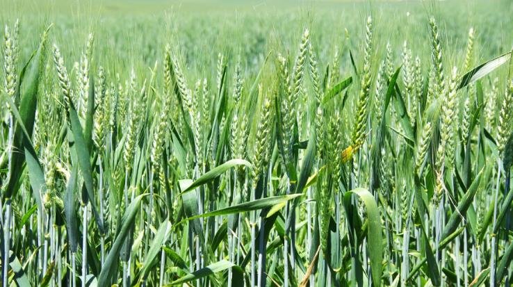 Indore: The process of selling wheat in 3 centers of Kangra will start soon