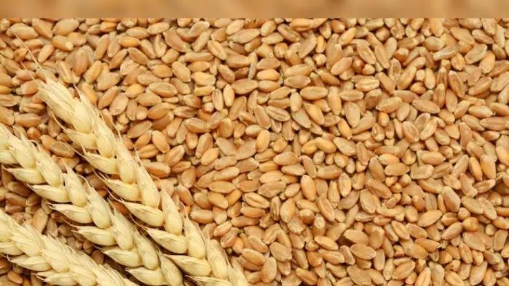 11 centers set up for the purchase of wheat, farmers will get facility