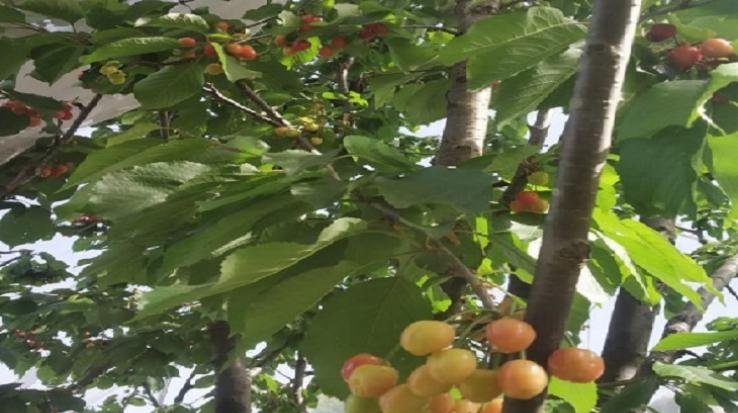 Crisis on stone fruits due to drought in Himachal