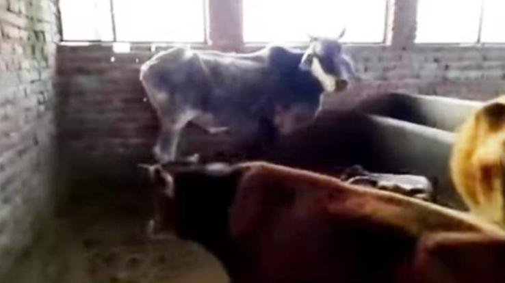 Viral video of Gausadan Kangaihan found wrong: SDM