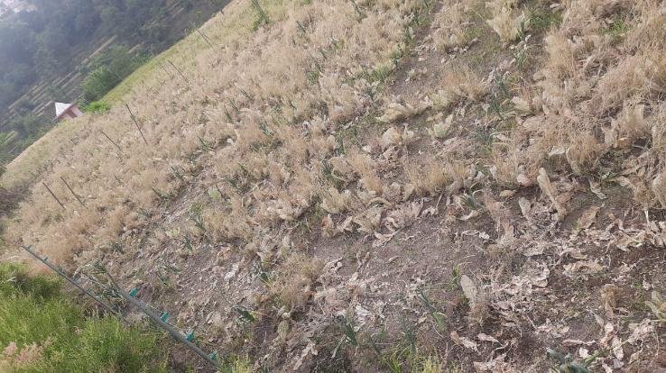 Heavy damage to crops due to heat