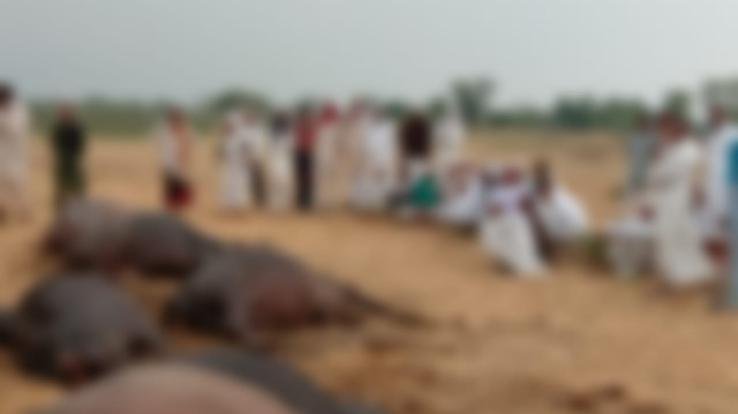 Seven buffaloes died due to lightning in Mand Ghandra