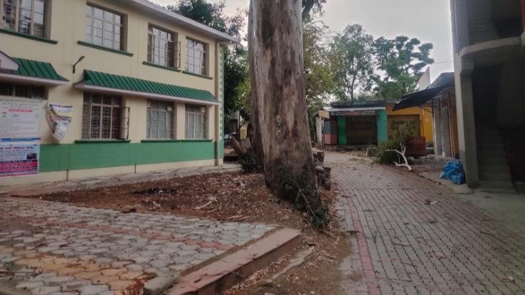branches of the fallen tree in front of the gate of the Civil Hospital, narrowly left passers-by