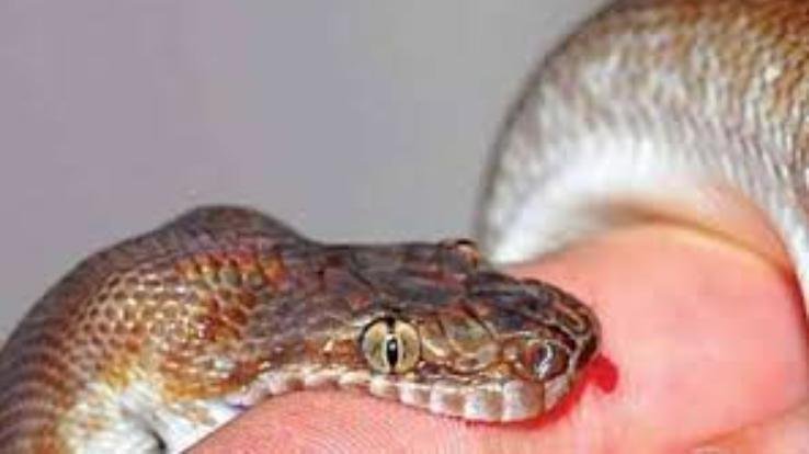 44-year-old man dies of snakebite