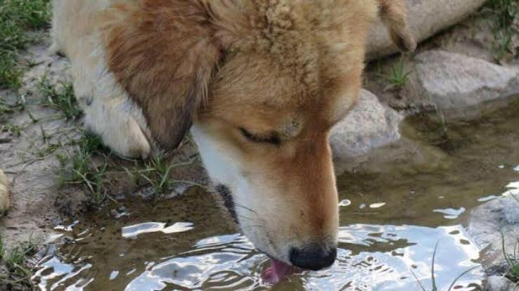 Take care of wild animals with you in the summer season