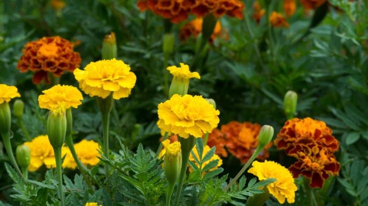 Tagete oil products from wild marigold flower will be sold abroad