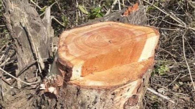 Illegal felling of Khair trees in the dark, three arrested