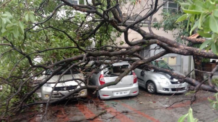 Kangra: Tree fell on vehicles parked in parking, damage to half a dozen vehicles