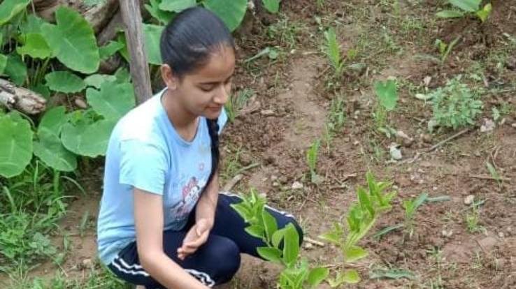 Mohal School Blantier students planted about 251 medicinal plants