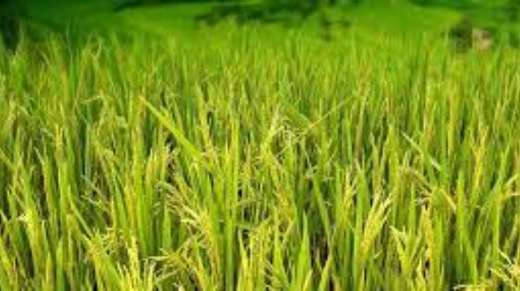 Urge to set up a national level resource center for research and development on natural farming practices of Himalayan region in Himachal