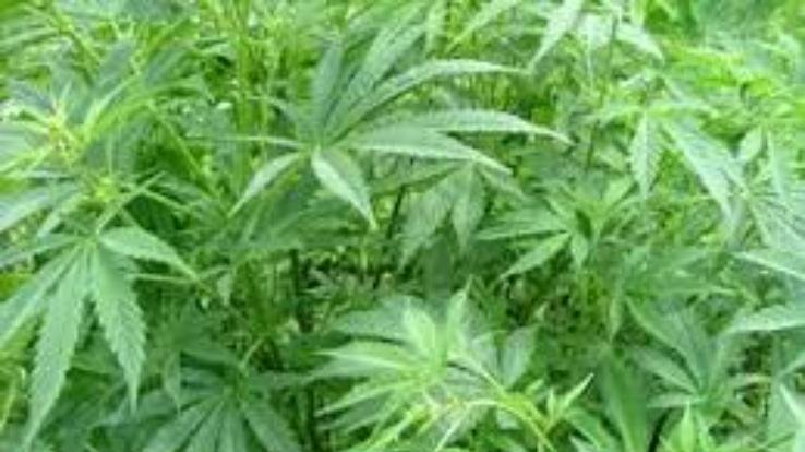 cannabis grows on anyone's land in Gummar, the panchayat will challan